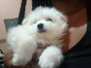 1-3 months Female Purebred Maltese
