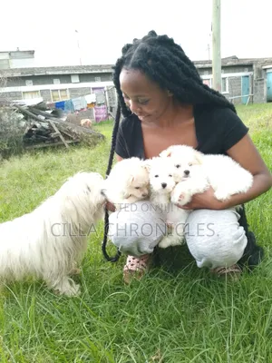 1-3 months Female Purebred Maltese