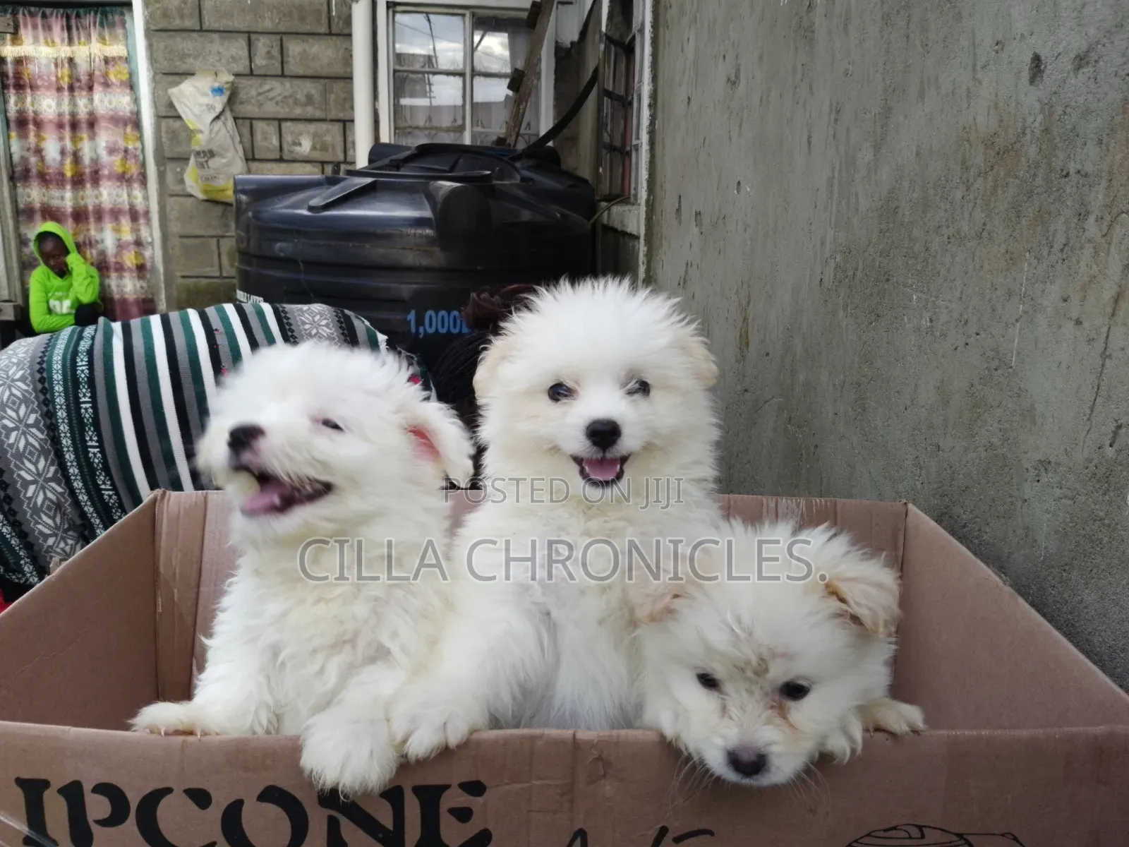 1-3 months Female Purebred Maltese