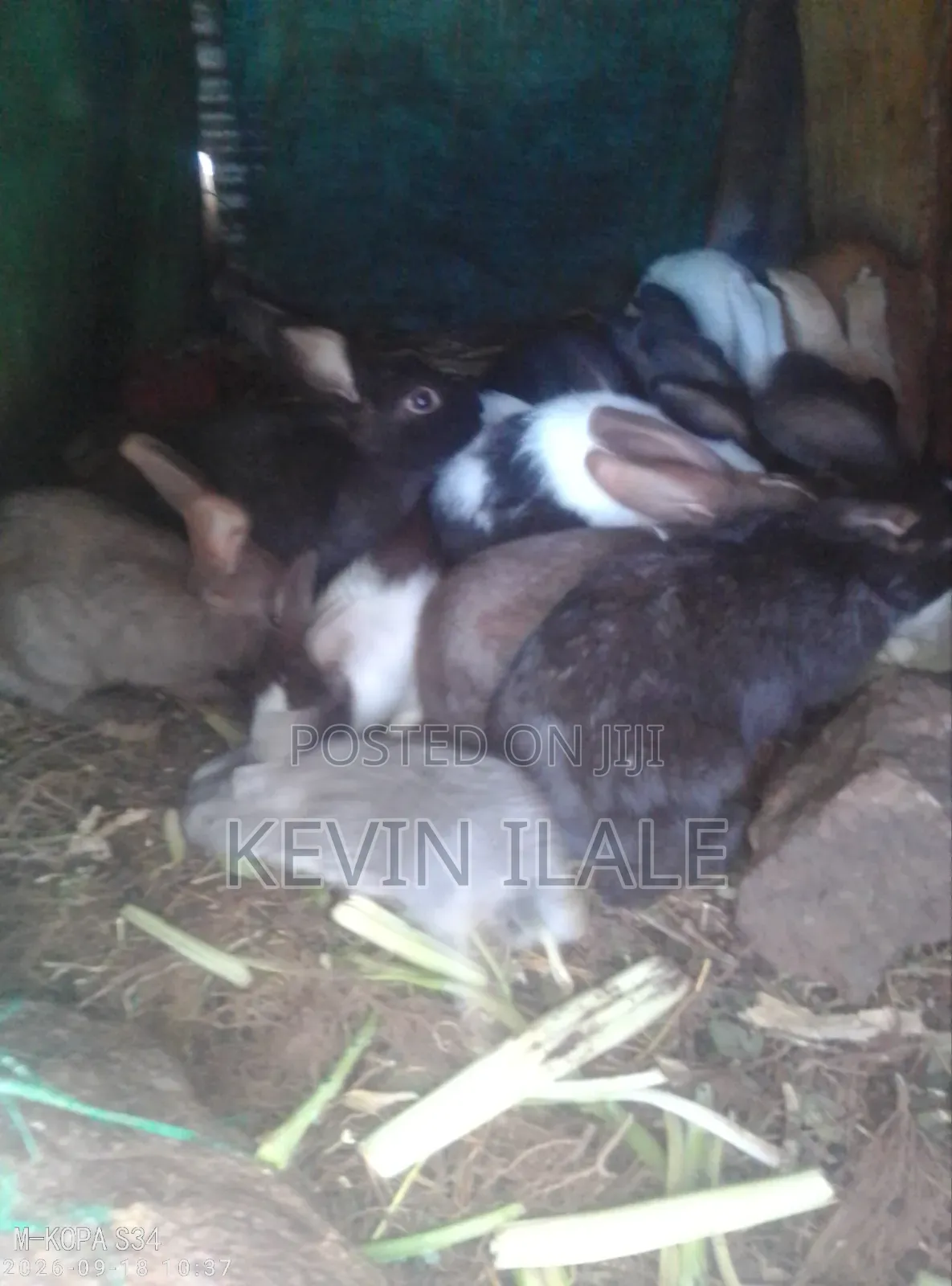 Rabbit White Heath Kasambara Primary School