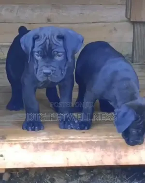 1-3 months Male Purebred Boerboel