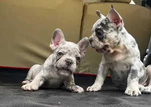 1-3 months Male Purebred French Bulldog