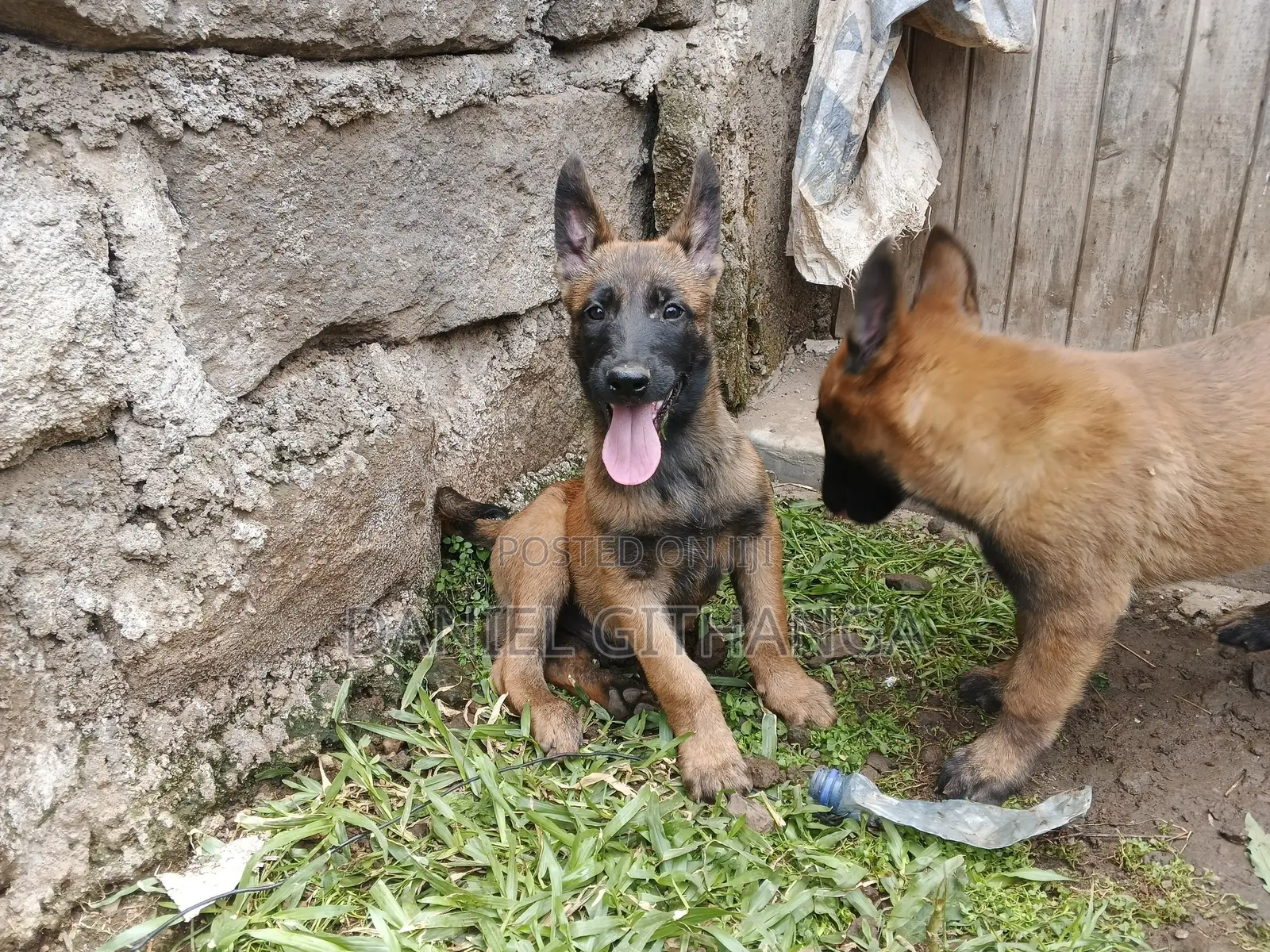 1-3 months Male Purebred Belgian Malinois