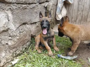 1-3 months Male Purebred Belgian Malinois