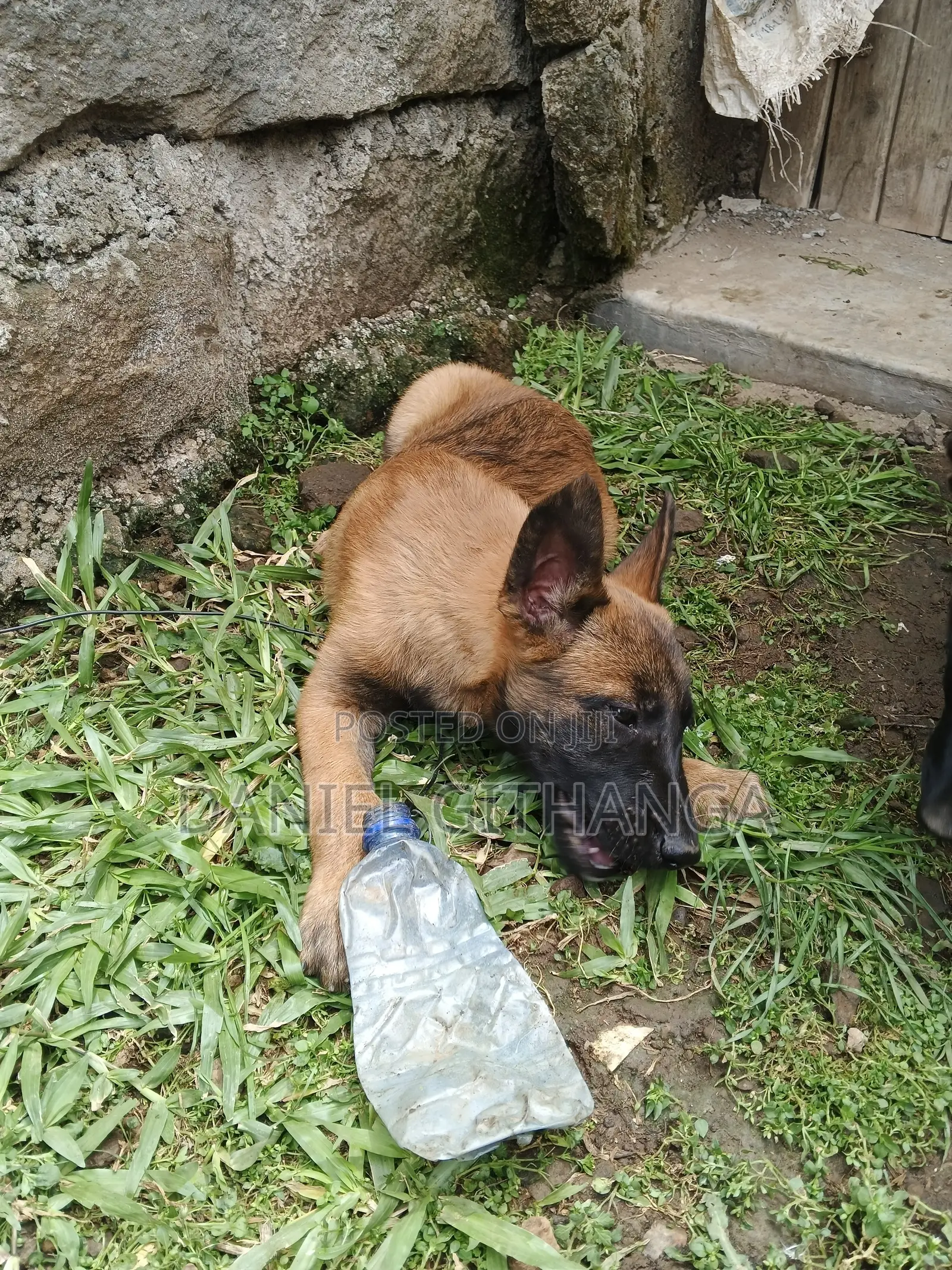 1-3 months Male Purebred Belgian Malinois