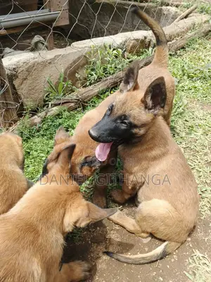 1-3 months Male Purebred Belgian Malinois