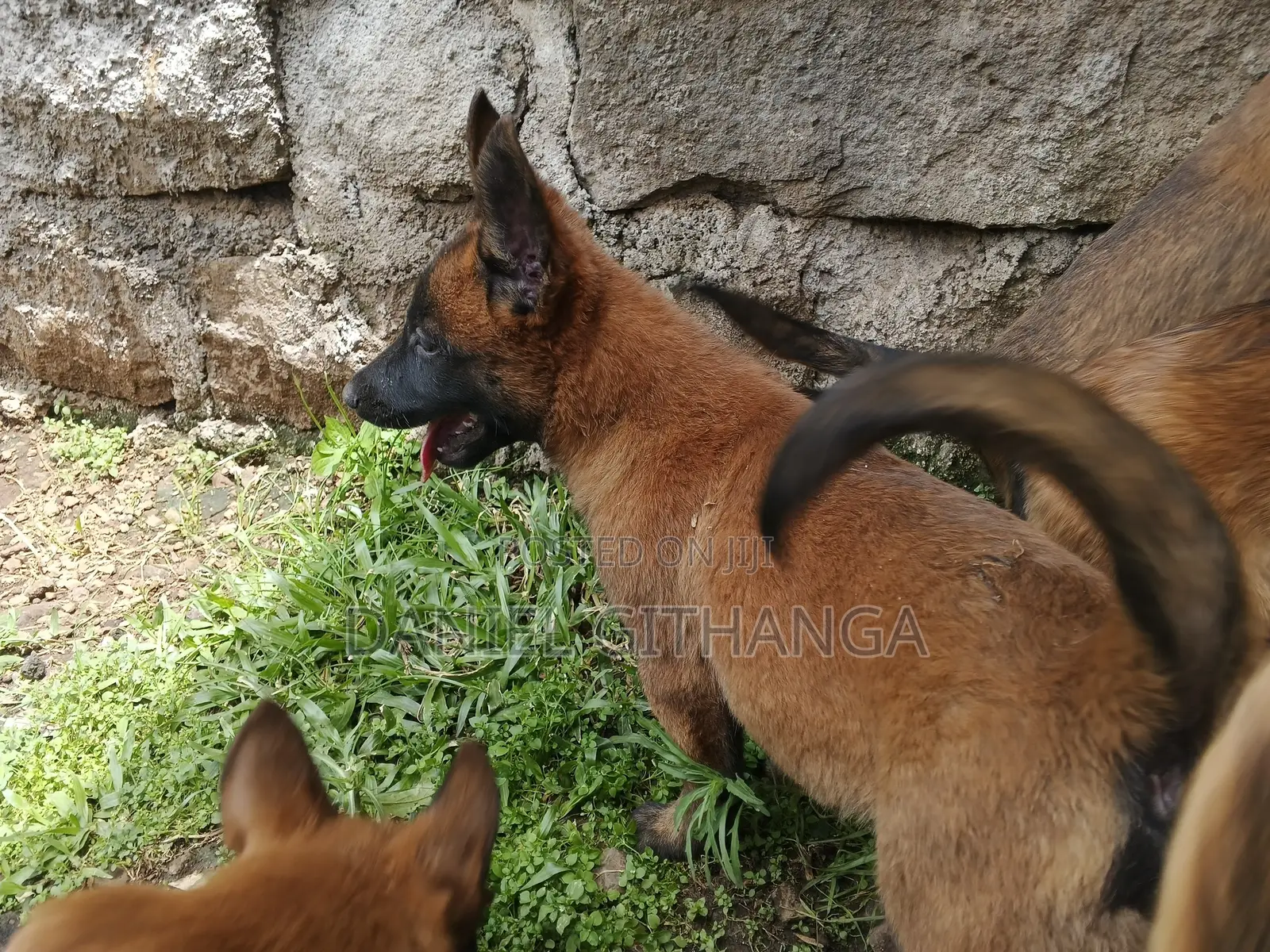 1-3 months Male Purebred Belgian Malinois