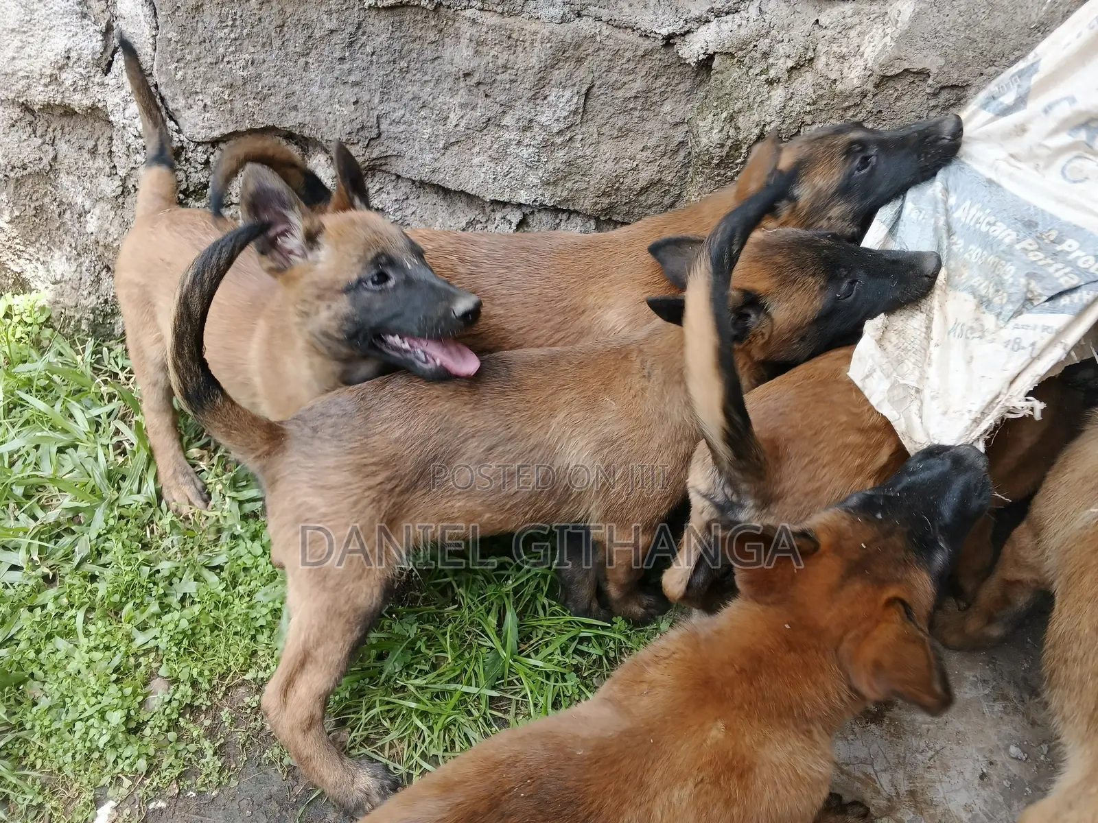 1-3 months Male Purebred Belgian Malinois