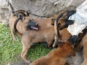 1-3 months Male Purebred Belgian Malinois