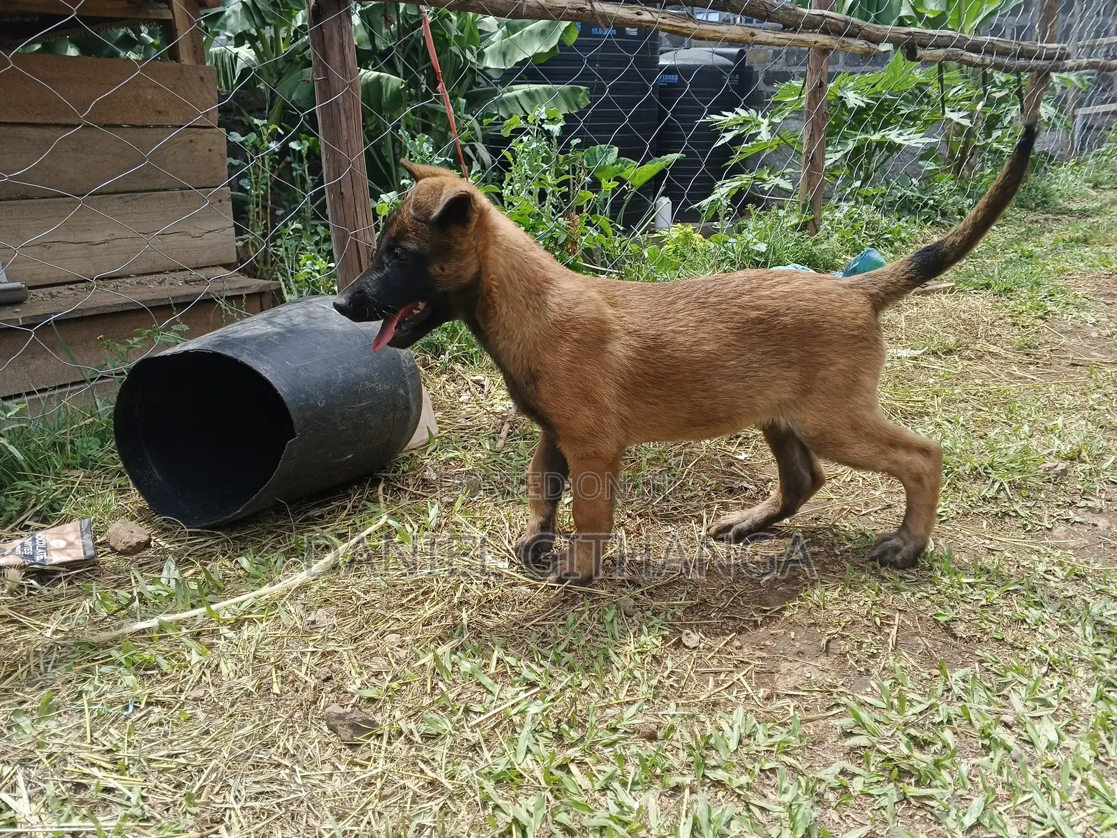 1-3 months Male Purebred Belgian Malinois