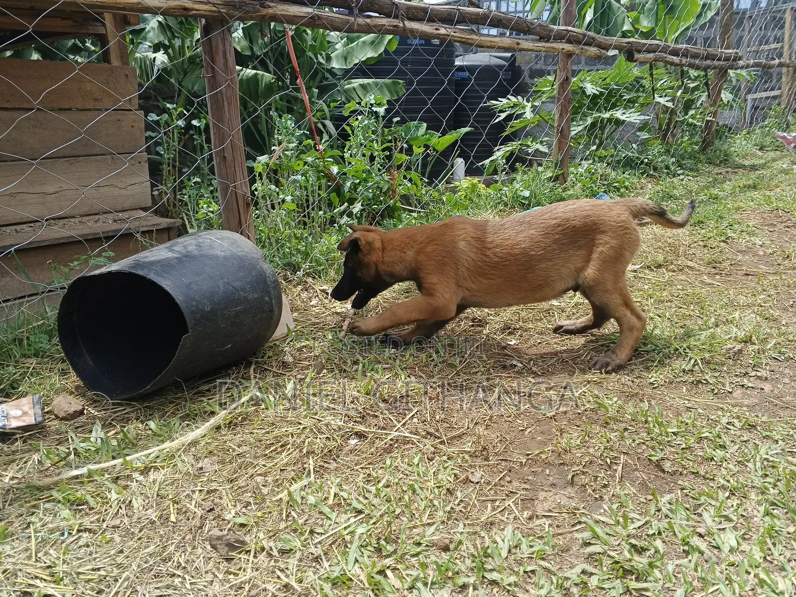 1-3 months Male Purebred Belgian Malinois
