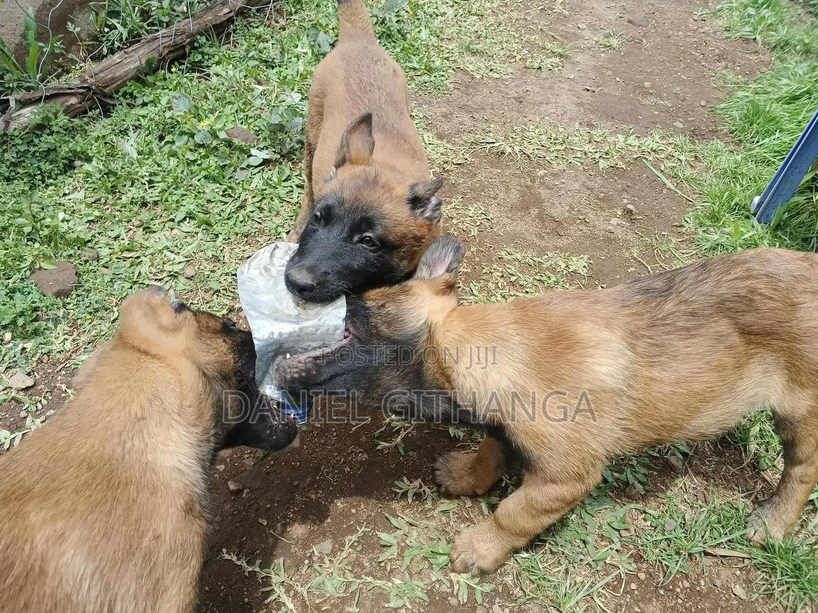 1-3 months Male Purebred Belgian Malinois