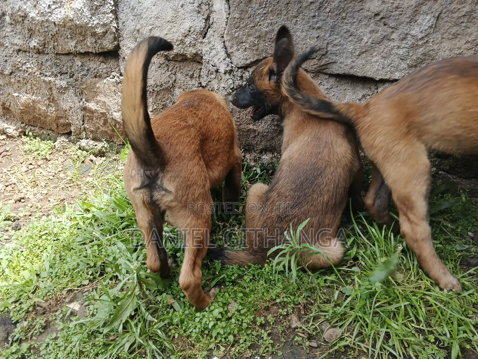 1-3 months Male Purebred Belgian Malinois