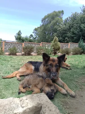 1-3 months Female Purebred German Shepherd