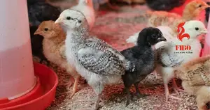 Day Old Chicks Kari