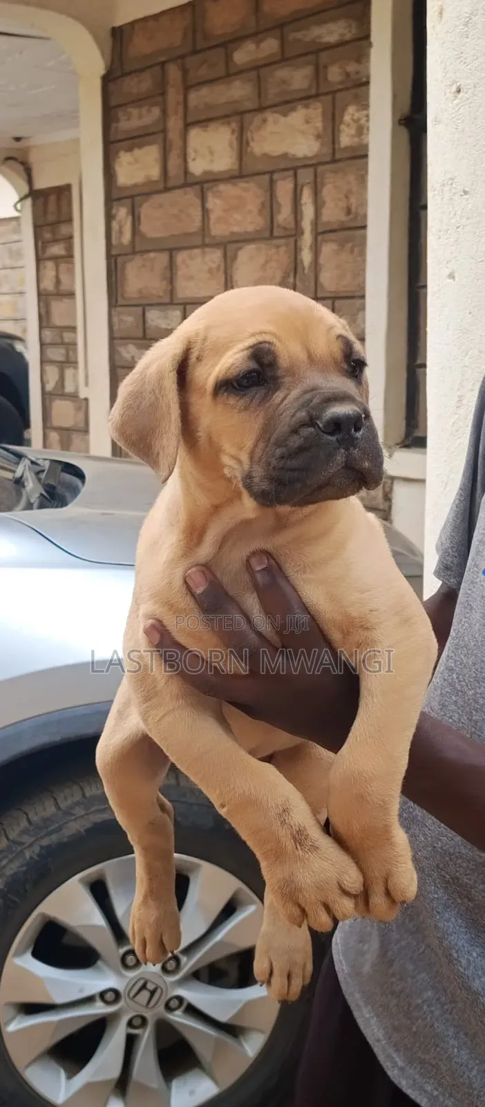1-3 months Male Purebred Boerboel
