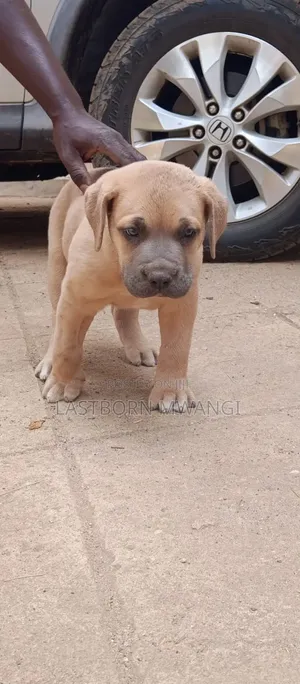 1-3 months Male Purebred Boerboel