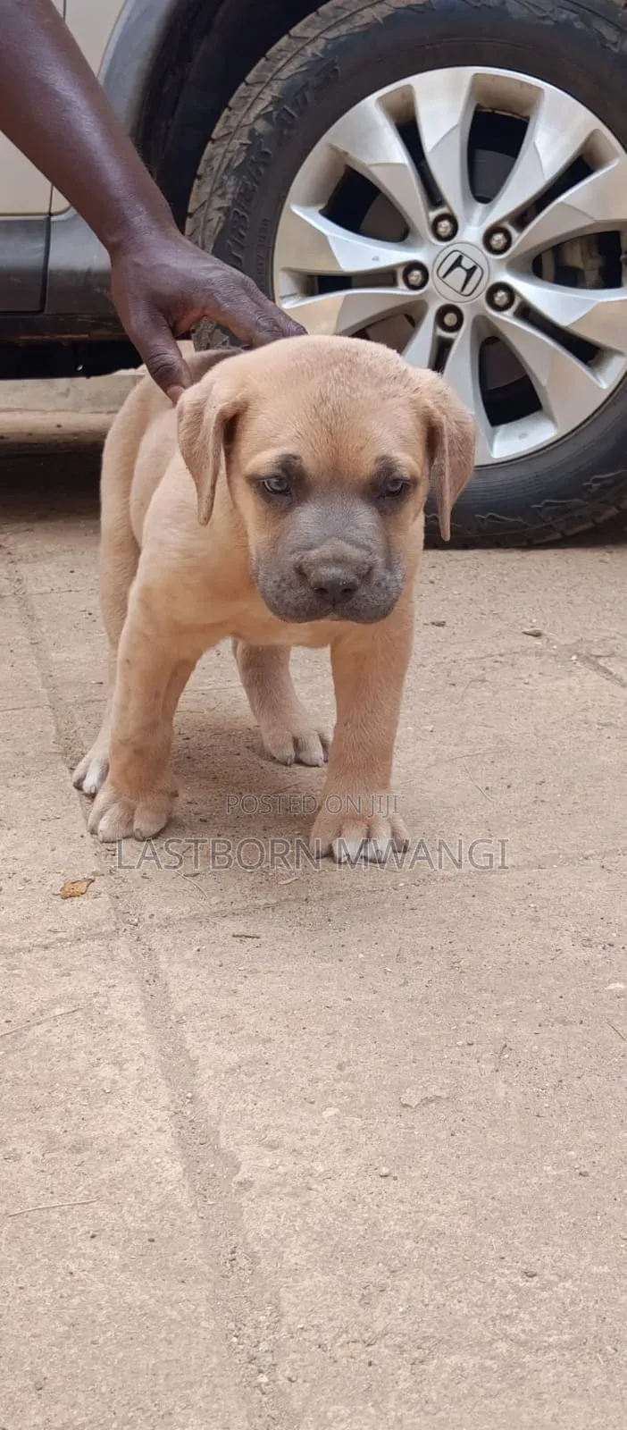 1-3 months Male Purebred Boerboel
