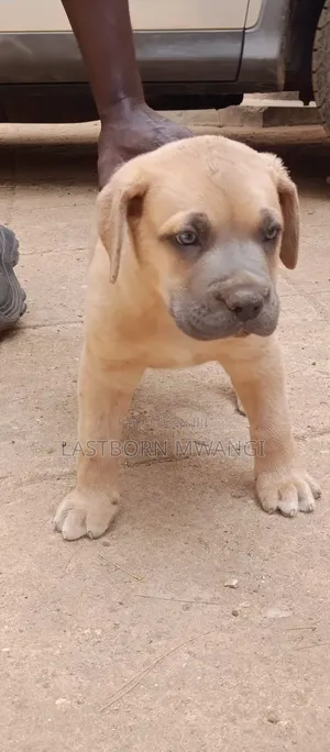 1-3 months Male Purebred Boerboel