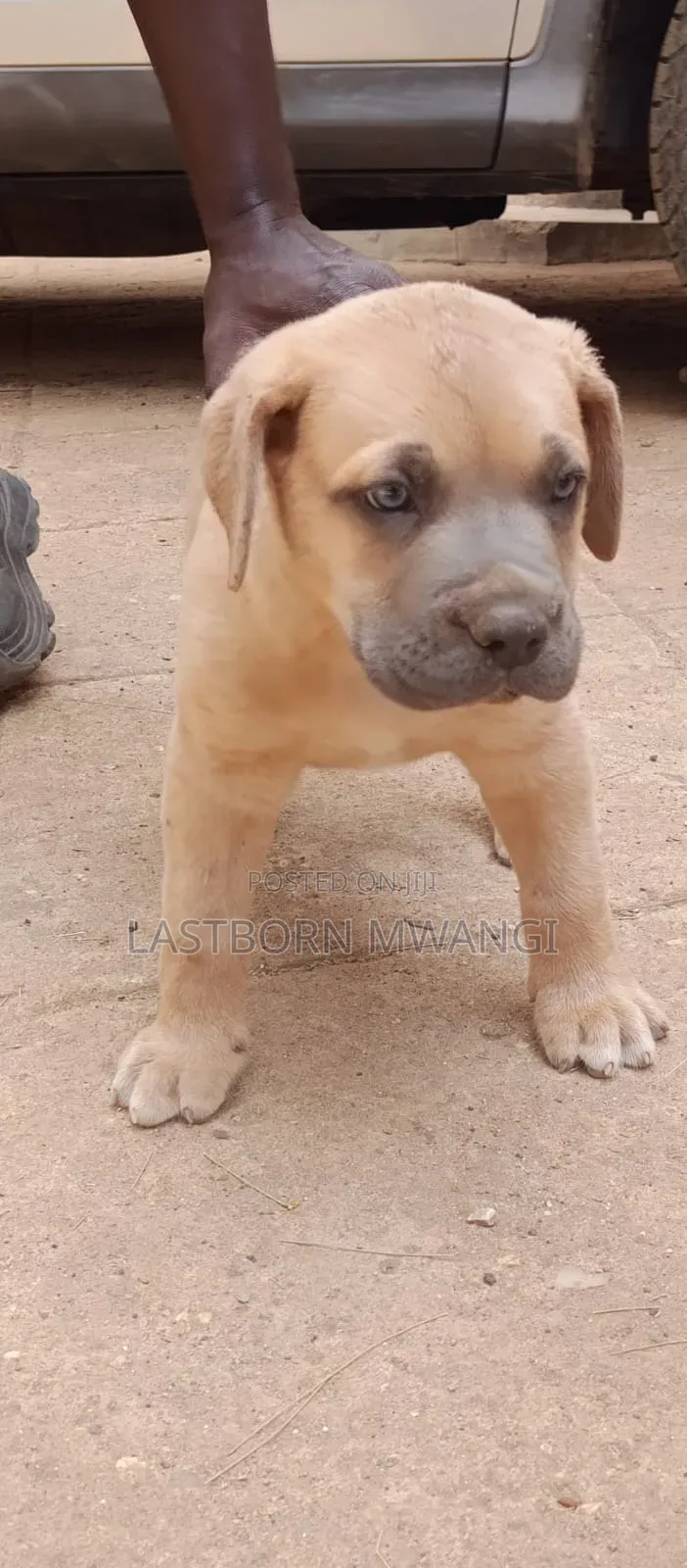 1-3 months Male Purebred Boerboel