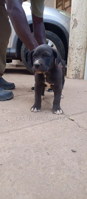 1-3 months Male Purebred Boerboel