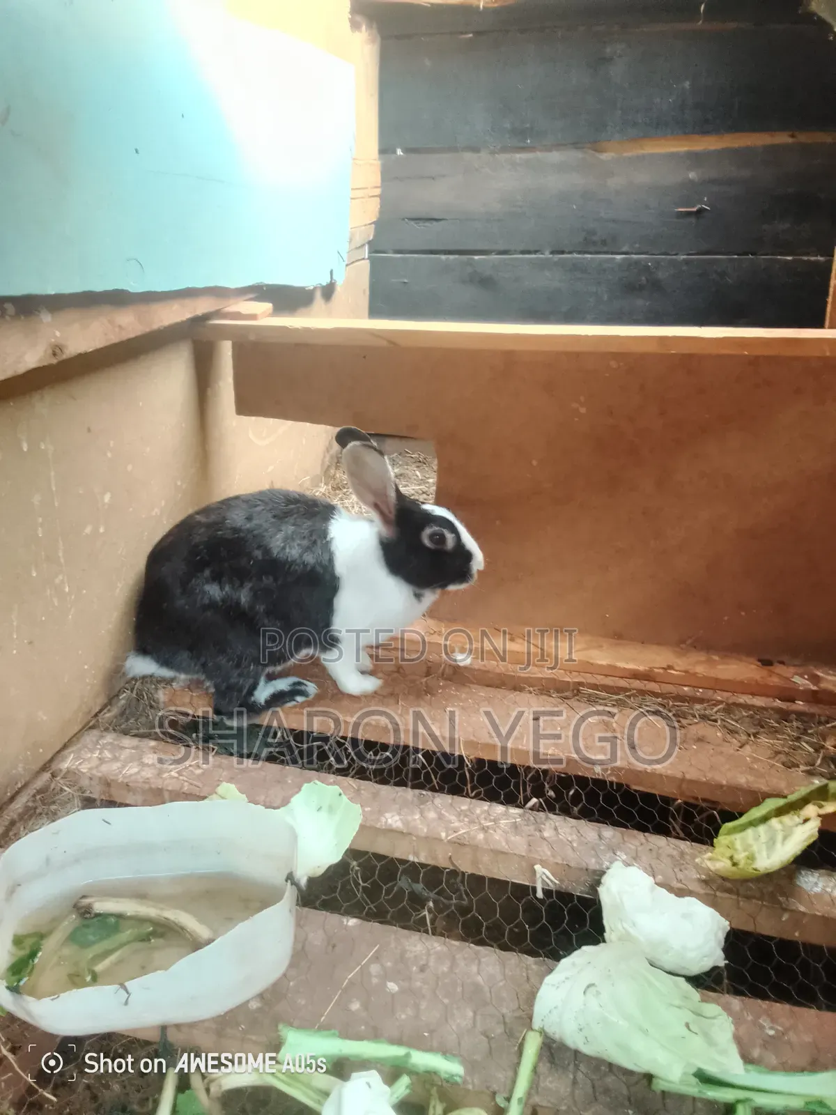 Hybrid Rabbits