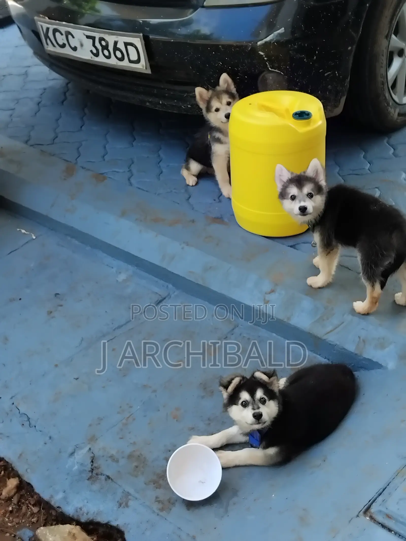 1-3 months Male Purebred Siberian Husky