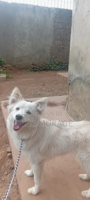 6-12 months Female Purebred Japanese Spitz