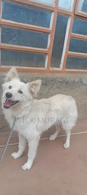 6-12 months Female Purebred Japanese Spitz