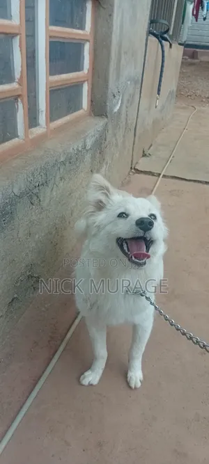 6-12 months Female Purebred Japanese Spitz