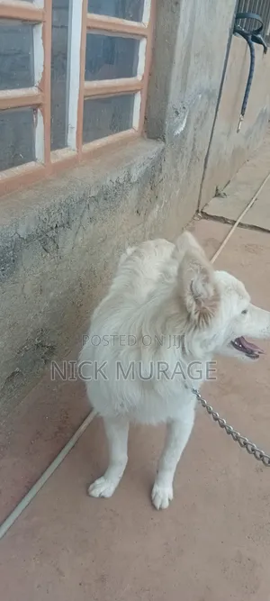 6-12 months Female Purebred Japanese Spitz