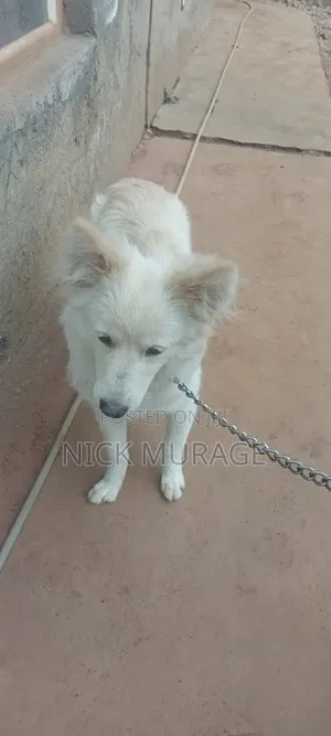 6-12 months Female Purebred Japanese Spitz