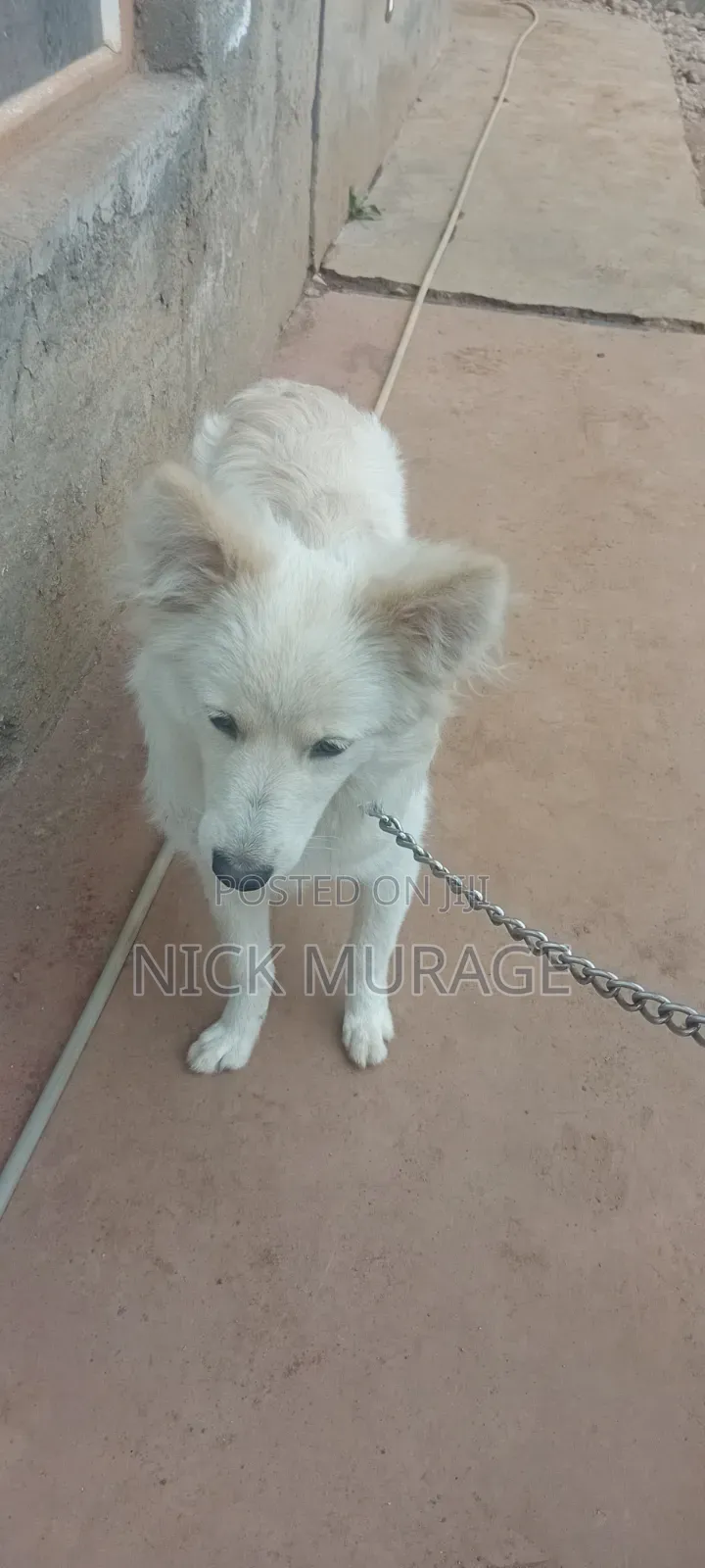 6-12 months Female Purebred Japanese Spitz