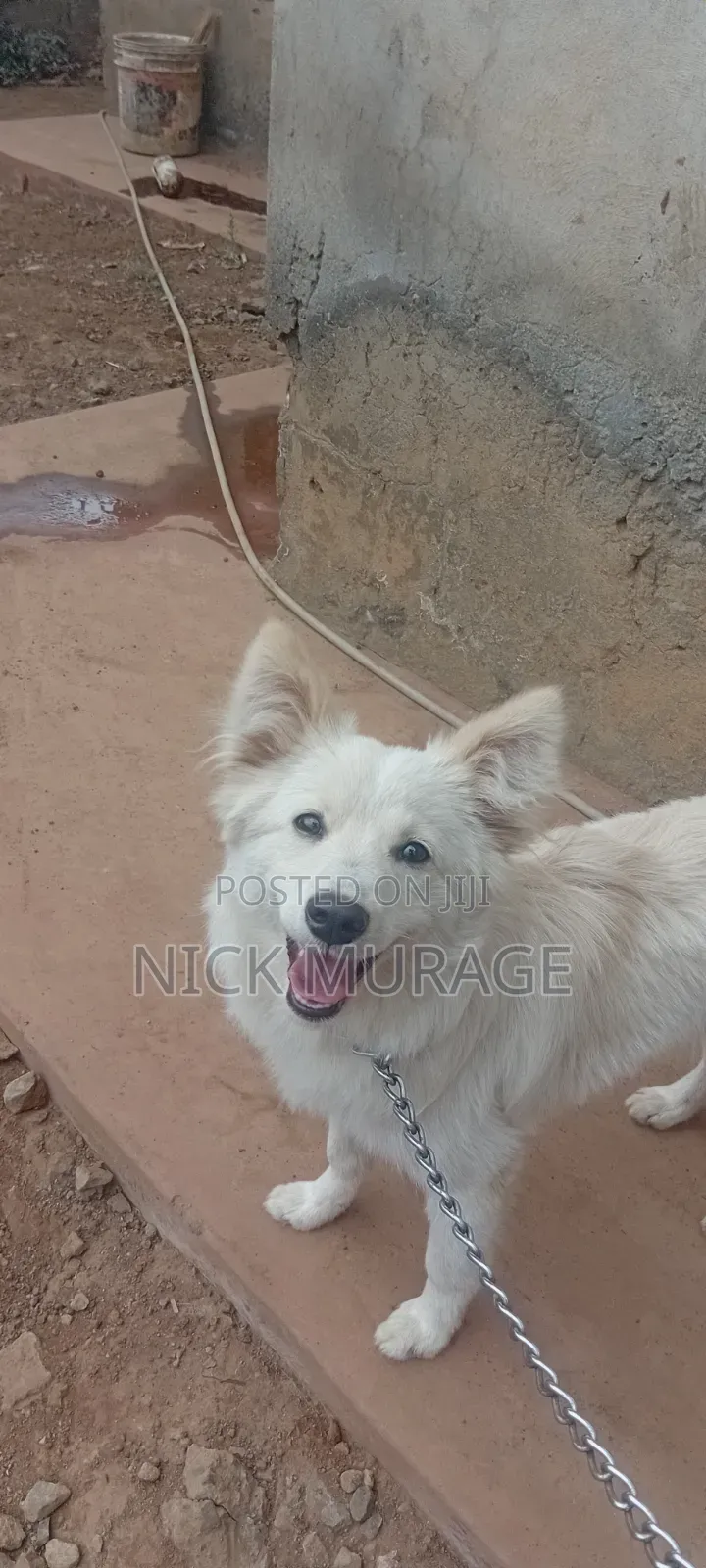 6-12 months Female Purebred Japanese Spitz