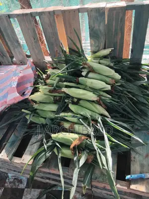 Sweetcorn Freshly Picked