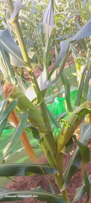 Sweetcorn Freshly Picked