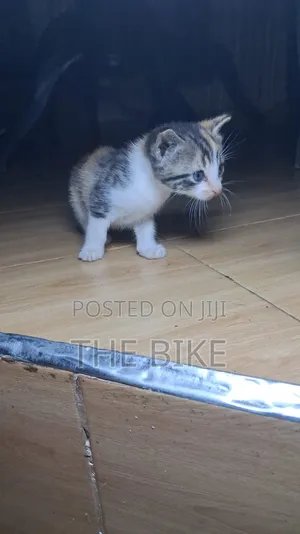 0-1 month Male Mixed Breed American Shorthair