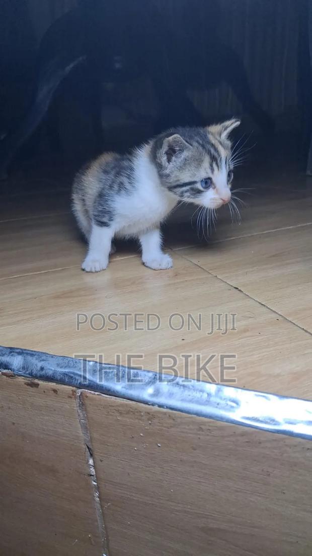 0-1 month Male Mixed Breed American Shorthair