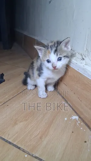 0-1 month Male Mixed Breed American Shorthair