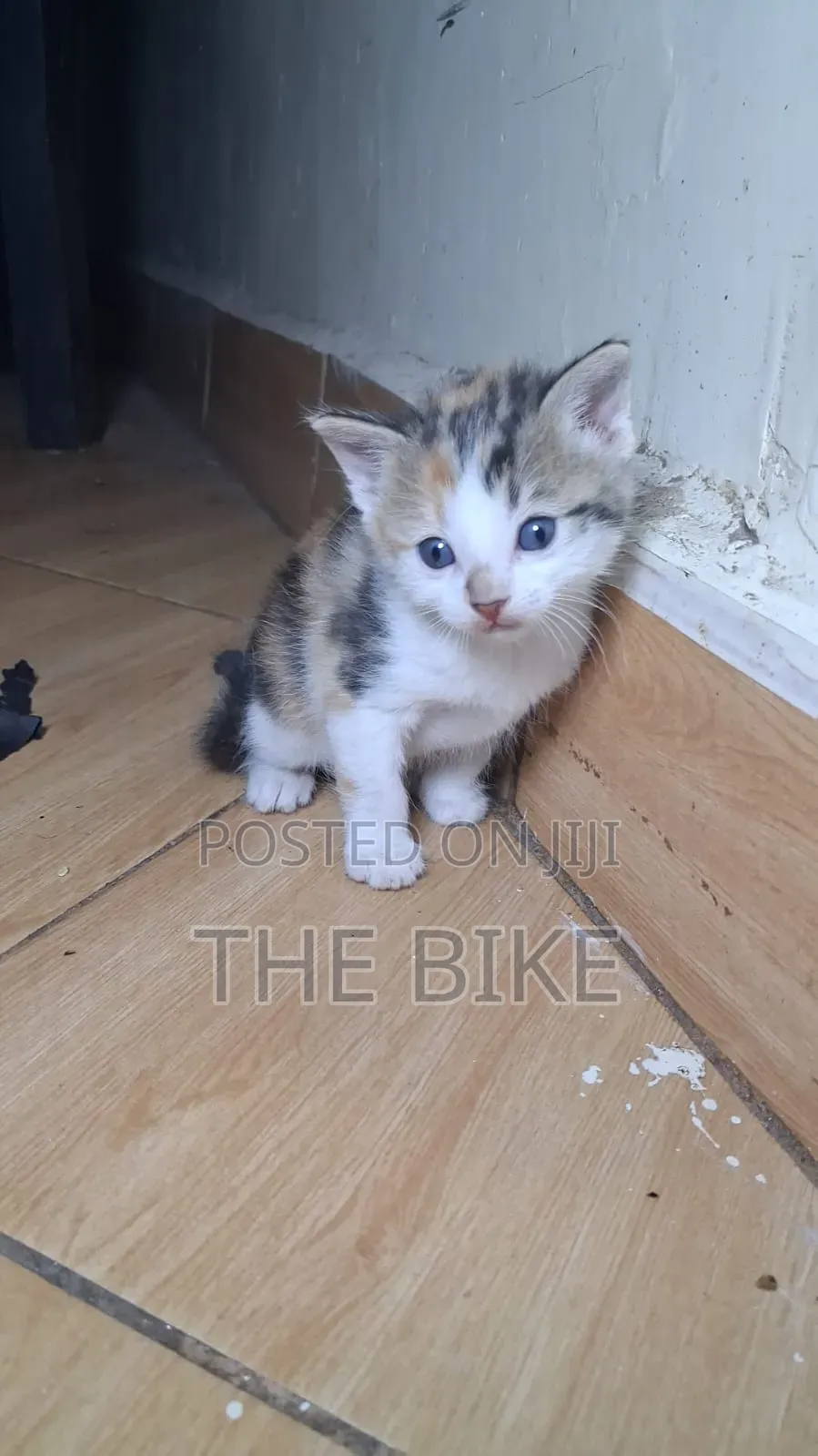 0-1 month Male Mixed Breed American Shorthair