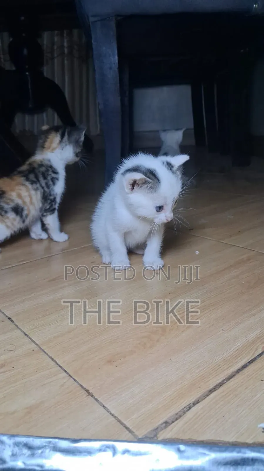 0-1 month Male Mixed Breed American Shorthair