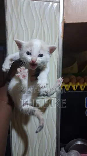 0-1 month Male Mixed Breed American Shorthair