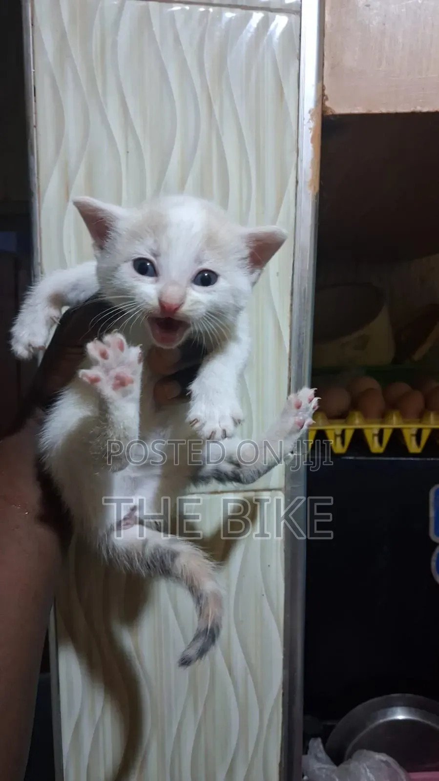 0-1 month Male Mixed Breed American Shorthair