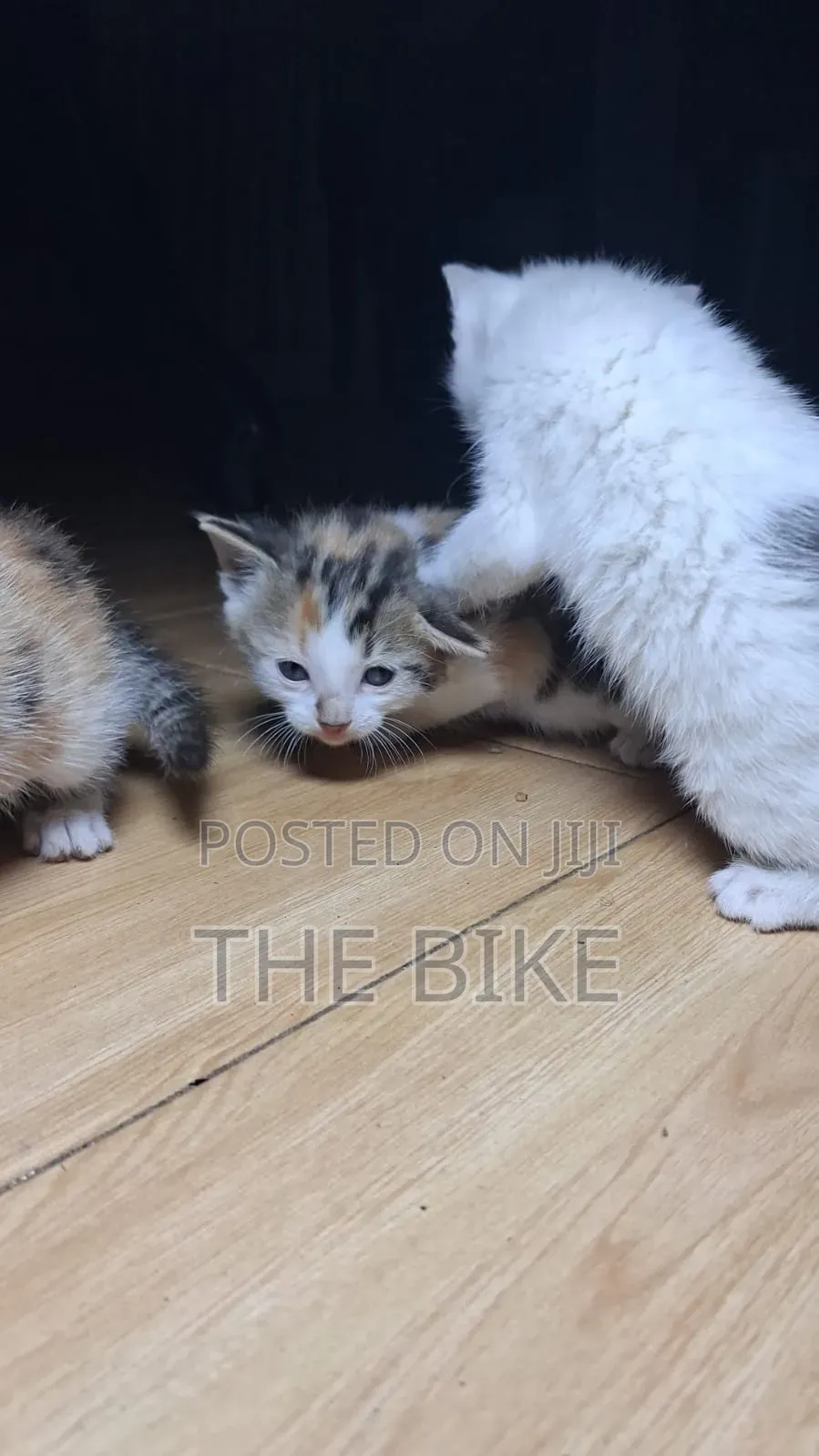 0-1 month Male Mixed Breed American Shorthair