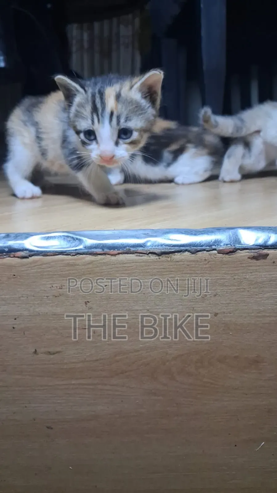 0-1 month Male Mixed Breed American Shorthair