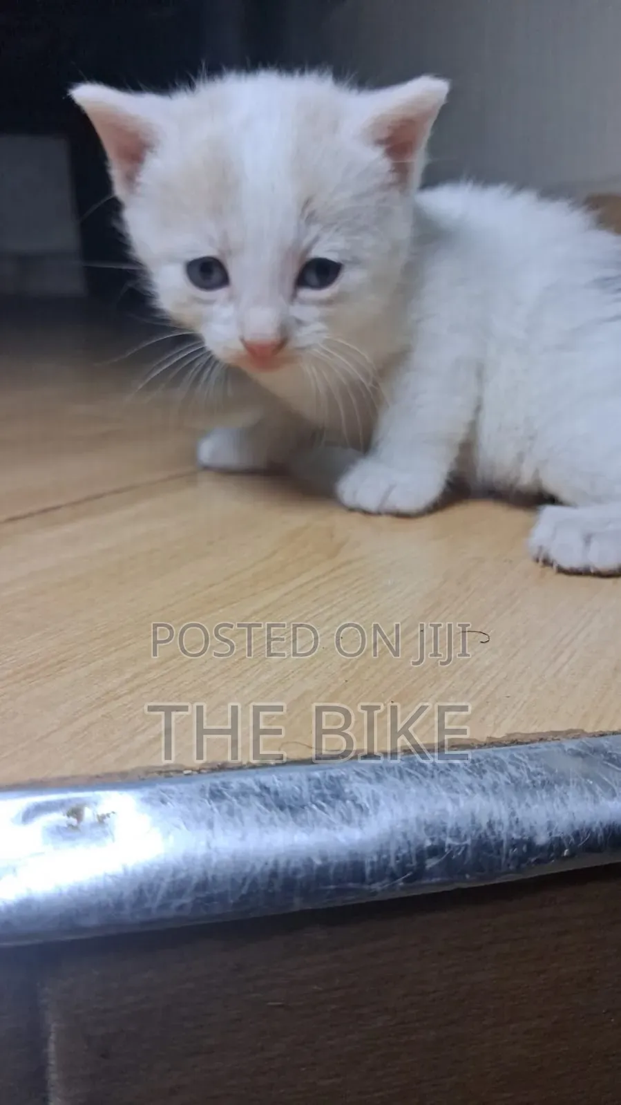 0-1 month Male Mixed Breed American Shorthair