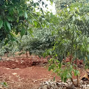 Prime 0.75-Acre Development Land for Lease – Thindigua, Kiambu