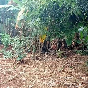 Prime 0.75-Acre Development Land for Lease – Thindigua, Kiambu