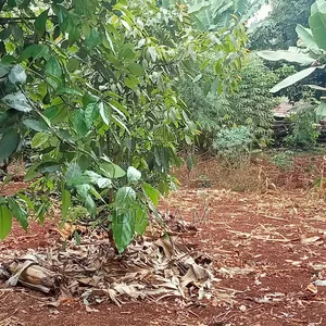 Prime 0.75-Acre Development Land for Lease – Thindigua, Kiambu