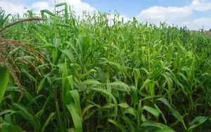 Mugumo Estate Kamiti Road Prime Well Drained Red Soil 1/4 Acre